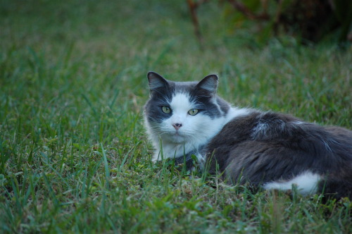 Cat Stevens! (no seriously, that&rsquo;s his name) I used to live across the street from this ca