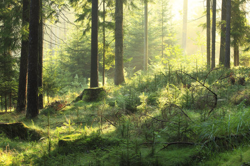 noxfae:  Morning - credit 