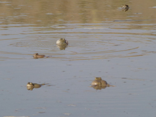 Party in the big puddle, everyone! These Mexican spadefoot toads [Spea multiplicata] were awakened f