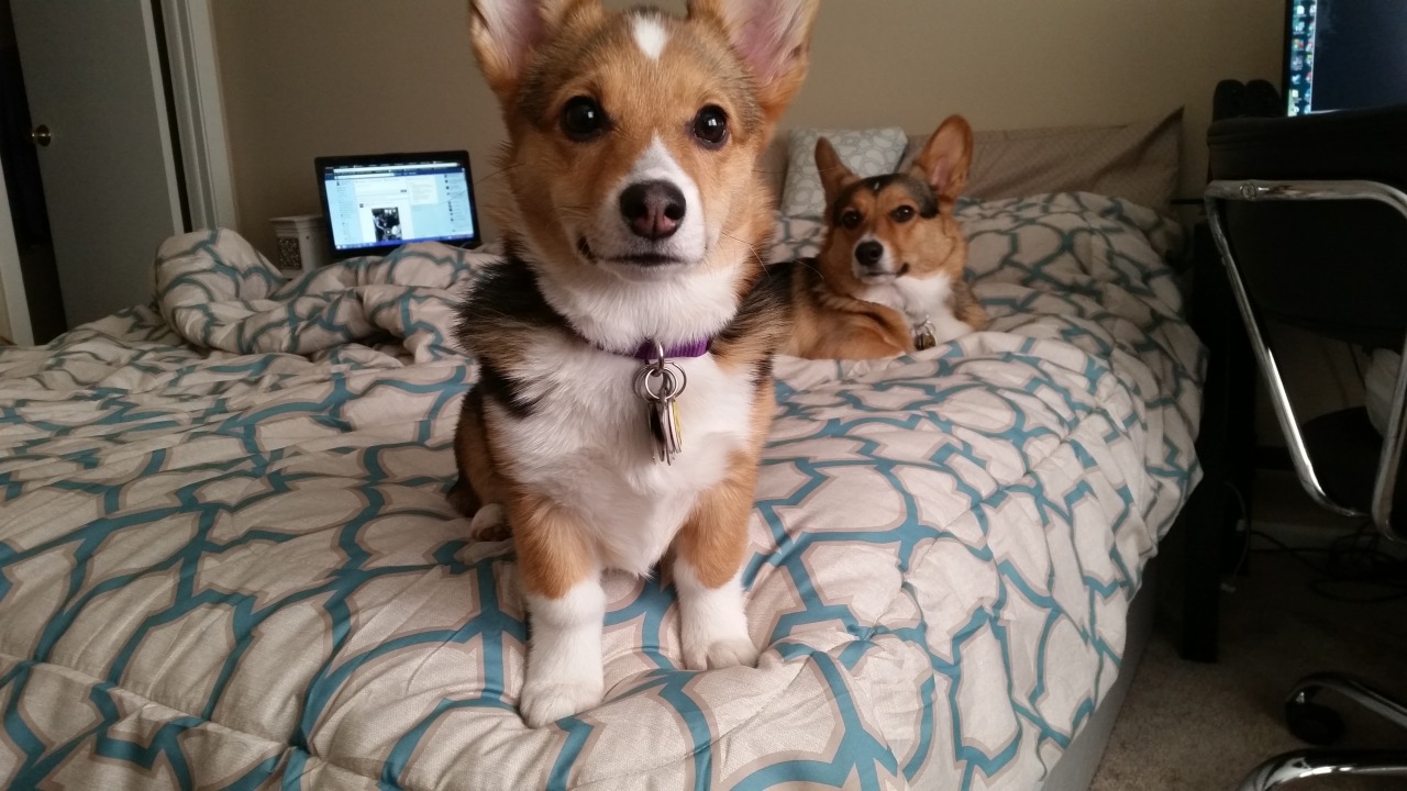 vegasthecorgi:  Pay attention to me, pay attention to me!