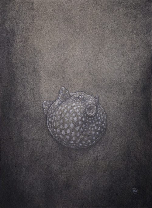 Spotted Pufferfish  [SOLD]