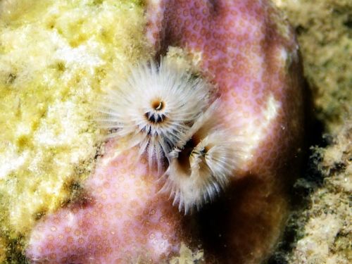 Christmas Tree polychaete on Porites coral at Orpheus Island, Queensland. Photographer: Melanie Wood