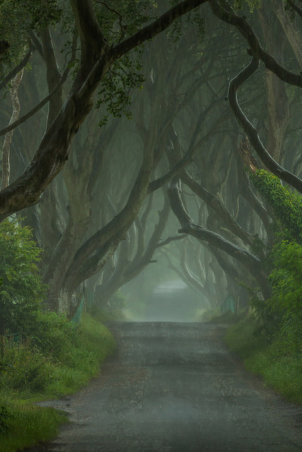 The Dark Hedges by snapdragginphoto on Flickr.