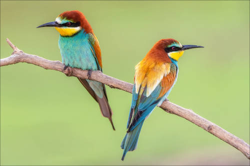 European Bee-eater by Hans Rentsch