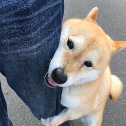 shibainu-komugi: えへへ。大好きー🐶💕  #まだまだ甘えたいお年頃 #shiba #dog #komugi #柴犬 #shibainu  ❤️