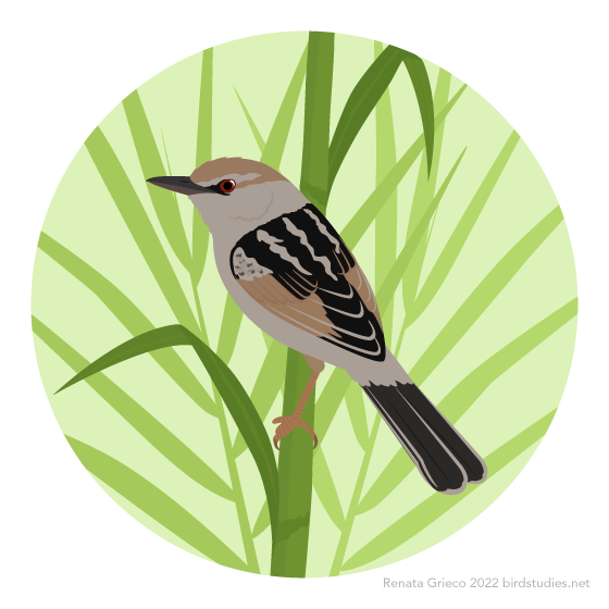 A light grayish bird with a reddish crown and eye stripe, black, gray, and reddish brown wings, and black and gray tail perches on a vertical grass stem, against a light green background with other grass stems