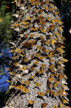 sci-universe:  Each fall, millions of monarch adult photos