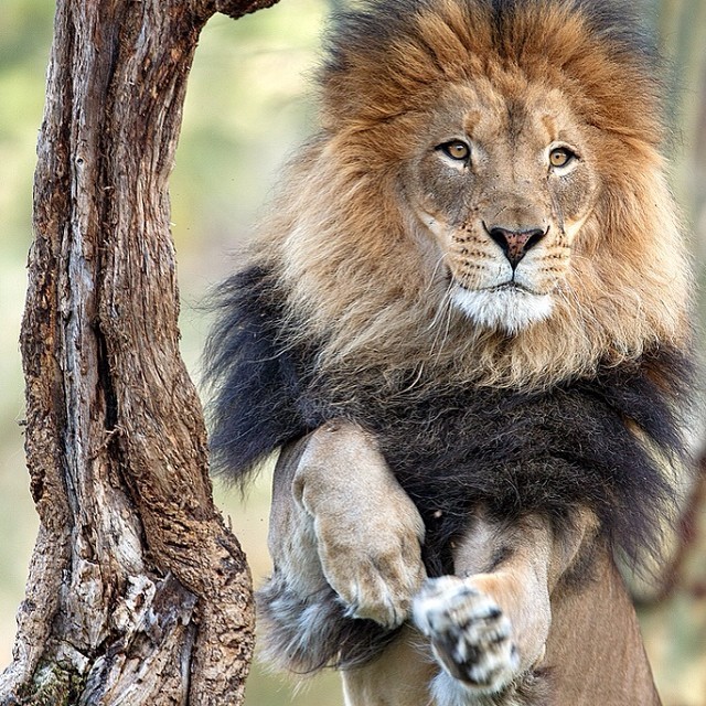 teamxtremotivation:  Hum…😏 . Gym time☺️| #animalshadow