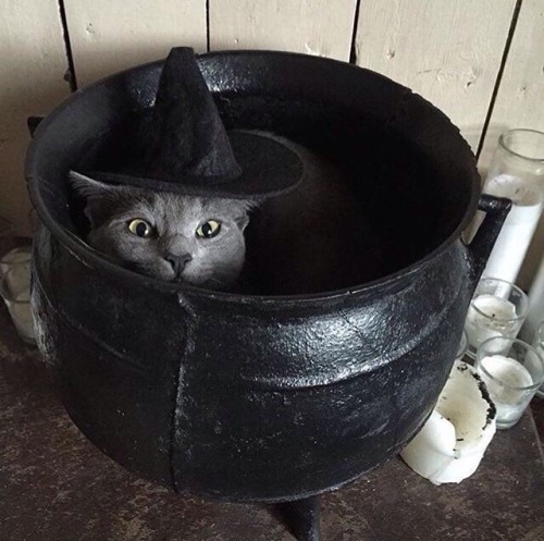 kitty:cauldron kitties !