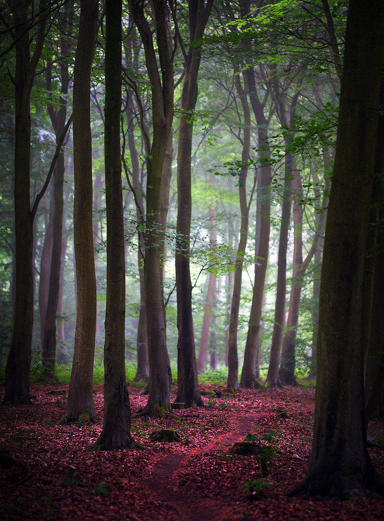 woodendreams:   (by Alan Mackenzie) 