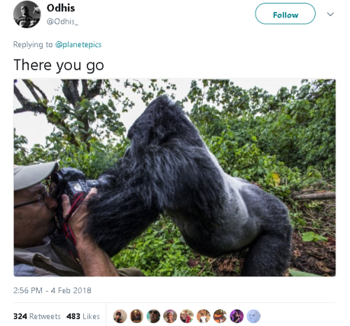 gahdamnpunk:  SCREAMING ☠️☠️ I bet the gorilla uploaded them pics 