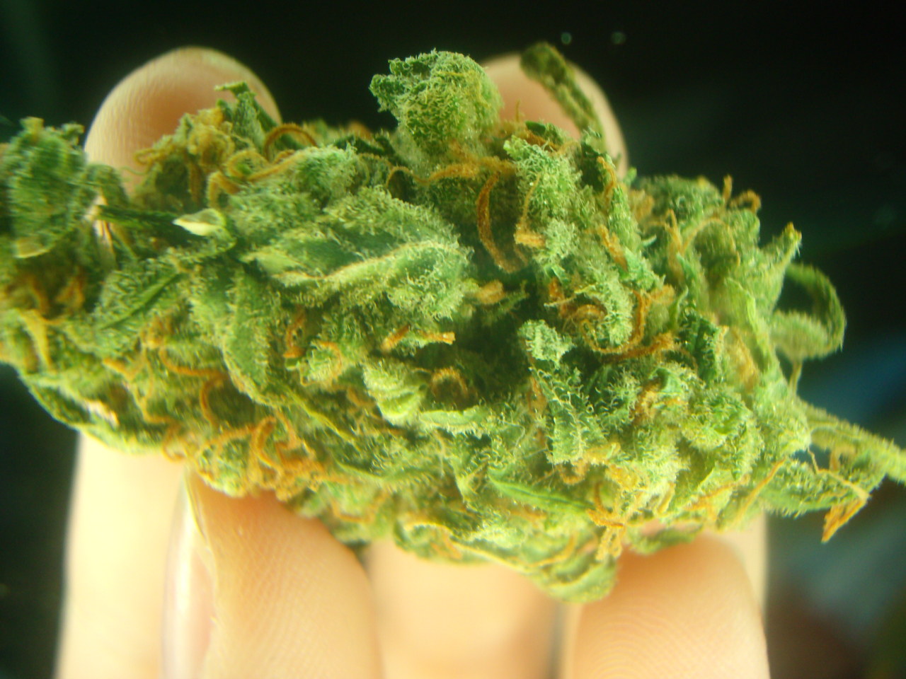 dinosaurbeards:  nugs :) 