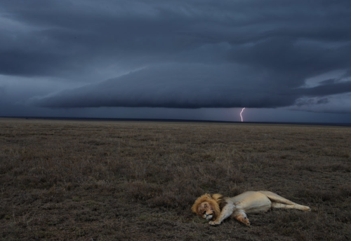 yourpersonaldrug:trillmisfit:oregonfairy:awkwardsituationist:storm over the serengeti. photos by nic