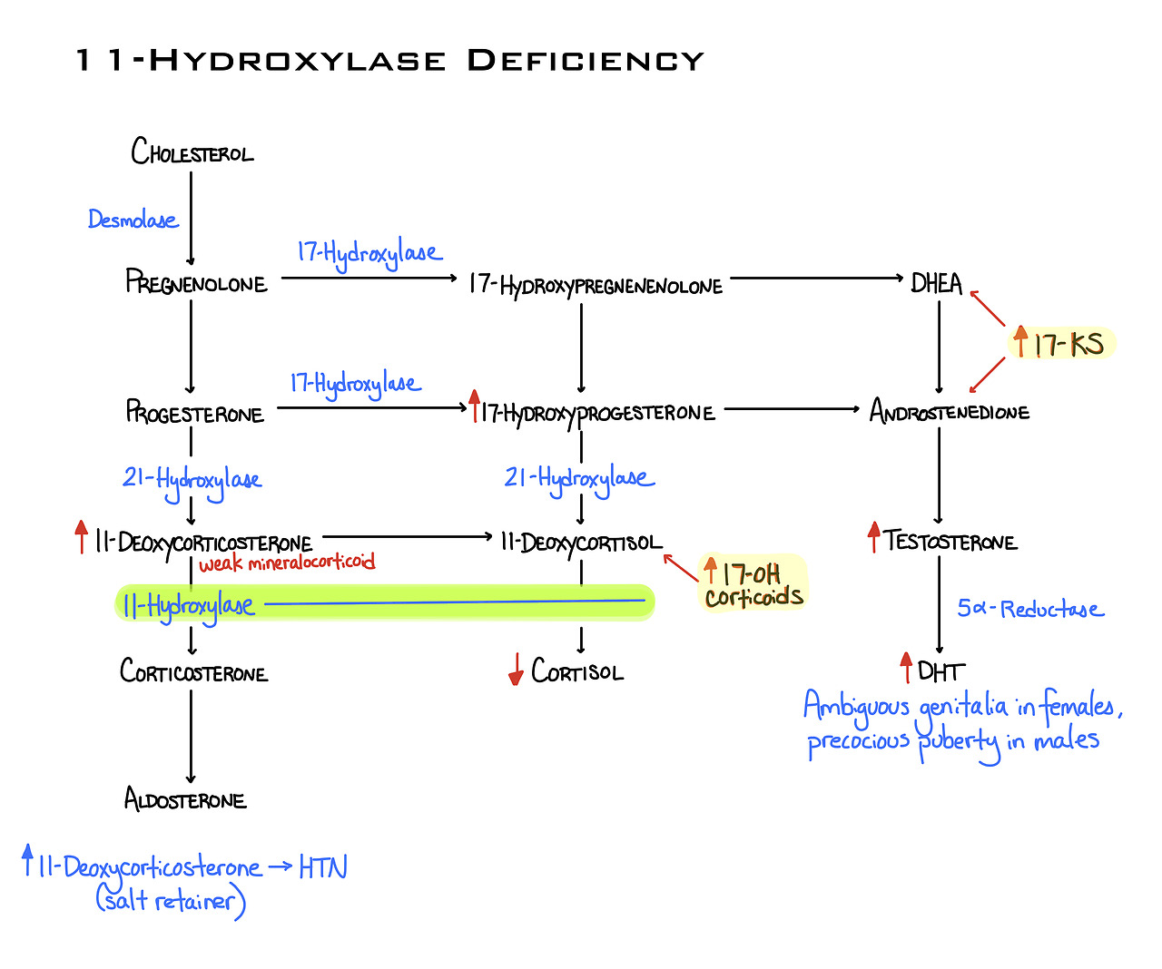 congenital adrenal hyperplasia chart