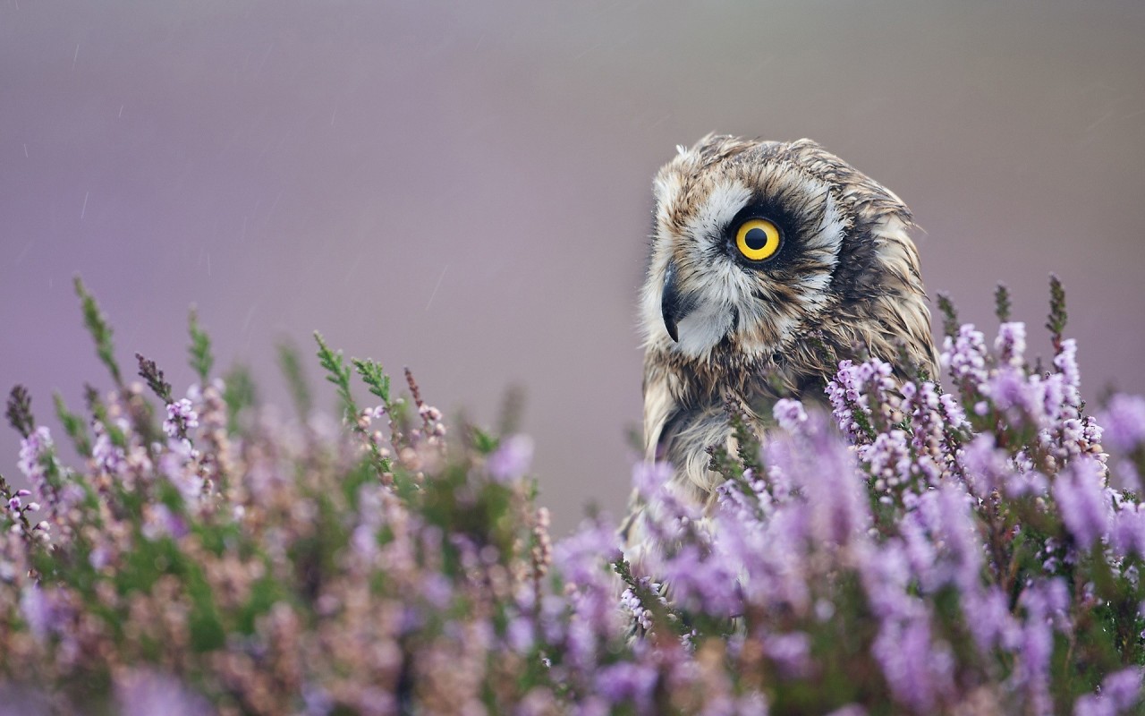 daily owls