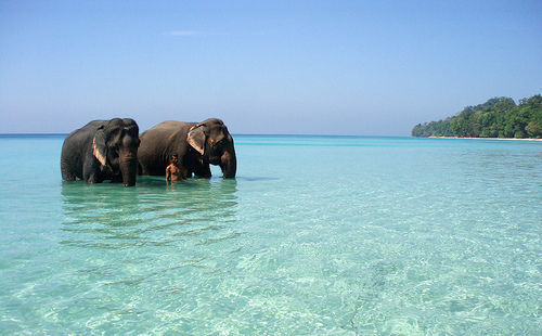 tropicei:  ☯☯☯