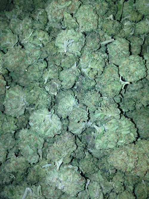 uglocal:  BLUEDREAM UG 