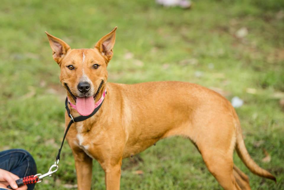 dogsandpupsdaily:  - Australian Kelpie/Staffy Mix. Want more? Follow:http://dogsandpupsdaily.tumblr.com/