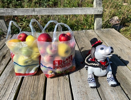 Wren and I went apple picking! We’re going to make an apple crisp. 