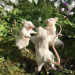 fairy-humor-deactivated20210822:shh they&rsquo;re dancing