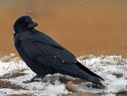 thalassarche:Common Raven (Corvus corax)