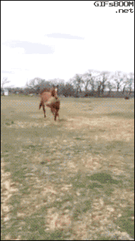 gifsboom:  Horse brings his girlfriend a snack.(www.youtube.com)