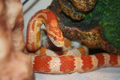 queennavidean: Last snake pic-dump I SWEAR. She seems to really enjoy her new setup. The big stick t