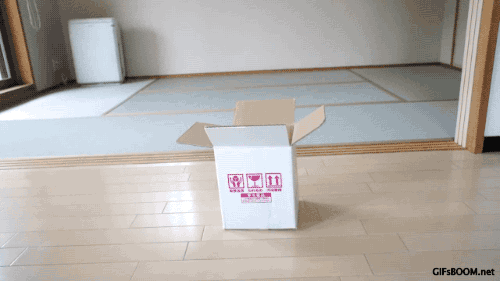 gifsboom:Maru loves this box. video