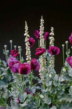 flowersgardenlove:  Opium poppies Beautiful gorgeous pretty flowers 