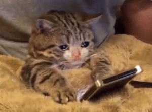 fischyplier:Mark scrolling through twitter to see Ninja sponsoring Takis instead