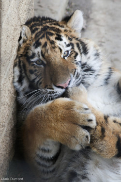 magicalnaturetour:  Columbus Zoo Tiger Cub nom on foot by Mark Dumont  http://flic.kr/p/E7ccie 