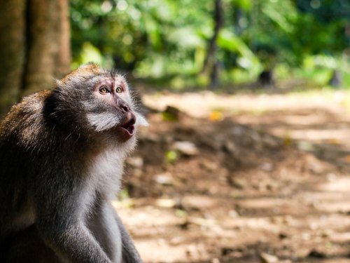 smithsonianmag: Photo of the Day: “O” Edited photographer caption: A crab-eating macaque calls out 