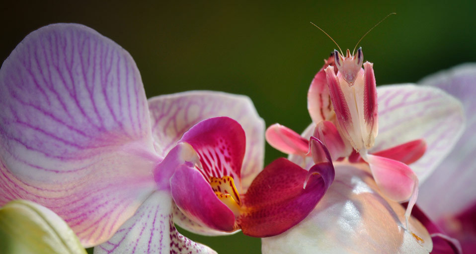 tinalovesmuffins:   Orchid Mantis   Too cool