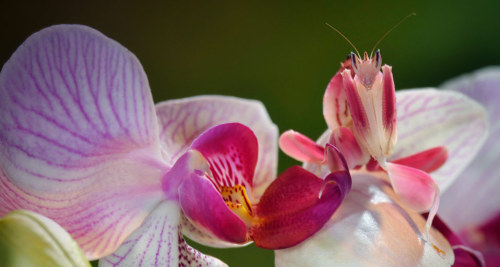 XXX tinalovesmuffins:   Orchid Mantis   Too cool photo