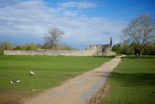 robertmealing:A lovely walk yesterday morning along the Thames through Port Meadow, the ruins of God