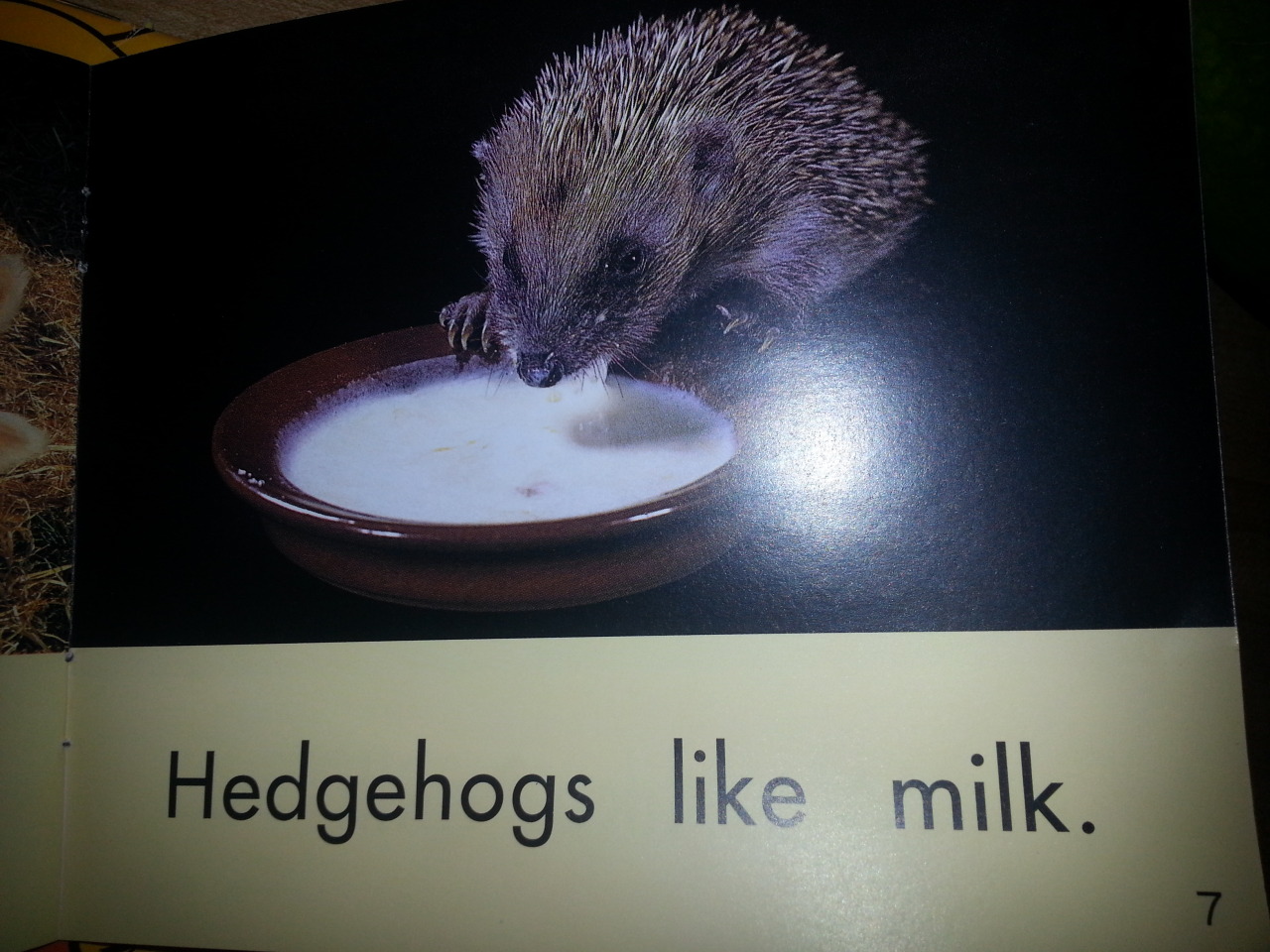 Hedgehogs fucking LOVE milk!