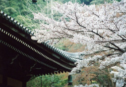 ashipwithnosails:  sakura 5 (南禅寺境内) by 転倒虫 on Flickr. 