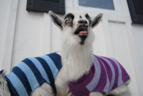 the-goat-barn:this was the little guys first time outside, peanut got to show them around and boy di