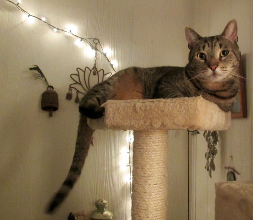 ohnopicturesofanothercat:Chillin’ on the cat tree. I told him it was a picture for one of