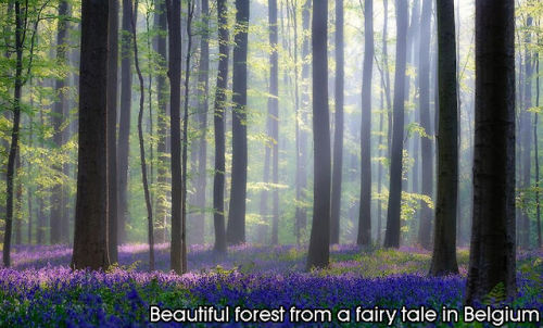 shingekinokyojinheaven: beben-eleben: Enchanting Forests In The World if y’all see a horse in 