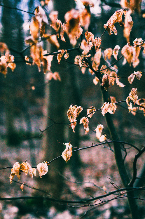 Somewhere in Denmark, January 2018 | Nordsjælland | A young beech treeWebsite | Instagram | Vero (@t