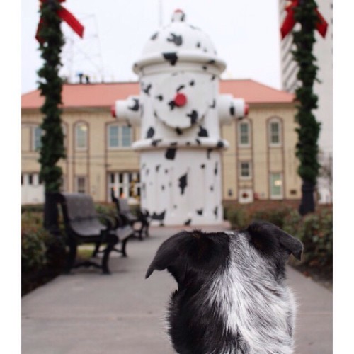 @brunodiaries just found the mother-load&hellip;behold the biggest fire hydrant ever! Trivia tim