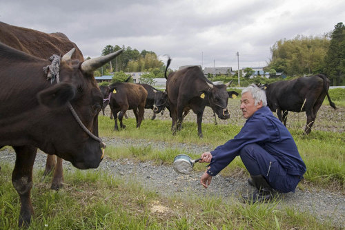 The Radioactive Man Who Returned To Fukushima To Feed The Animals That Everyone Else Left Behind