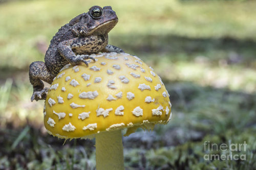 toadprince:Toad on a toadstool moodboard…. yeaaaaaahhhh baby thats exactly where you belong 