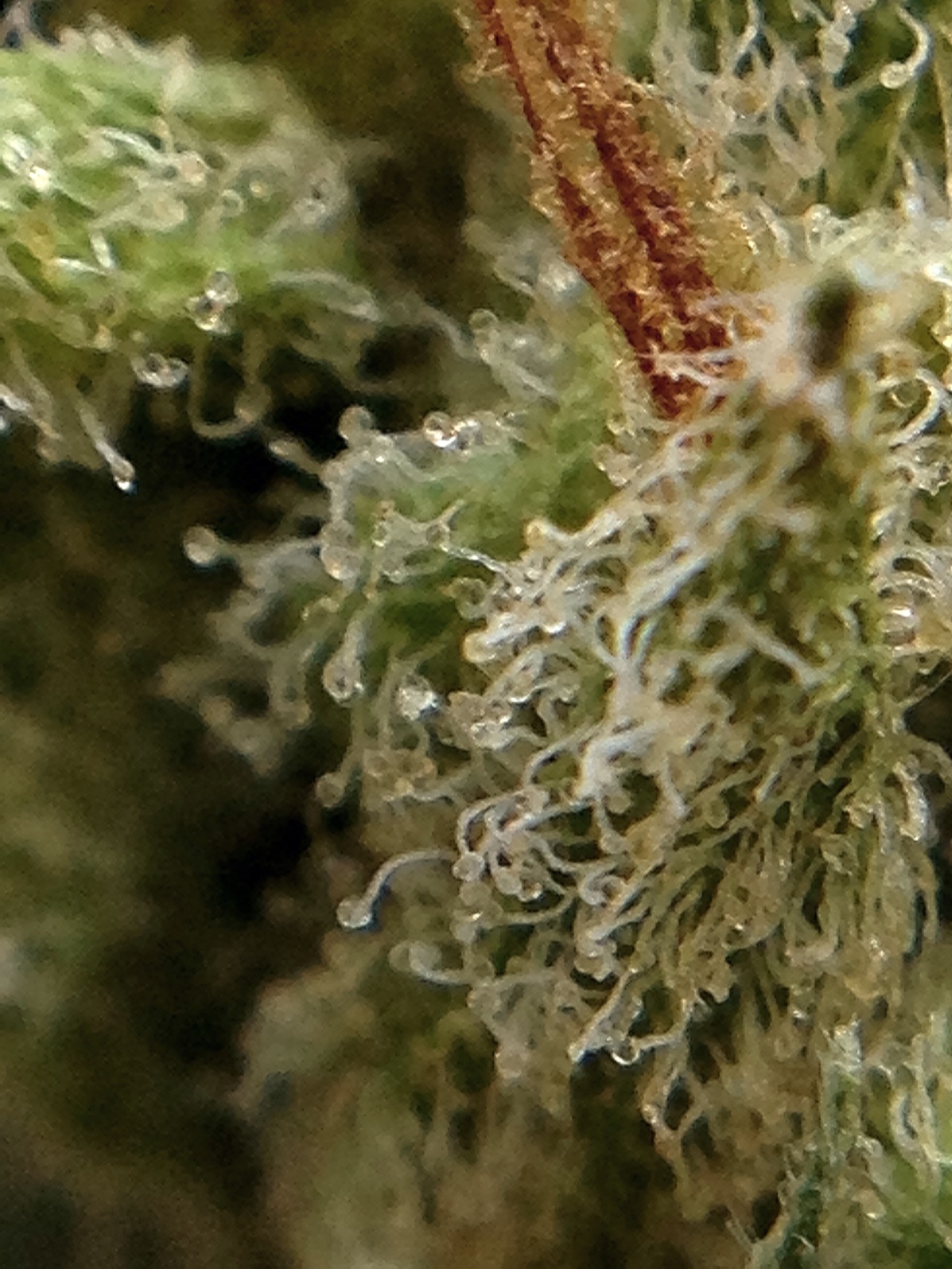 trichomephotography:  Tangie! Terps off the chain…