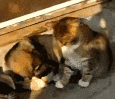 Tastefully Offensive GIFs