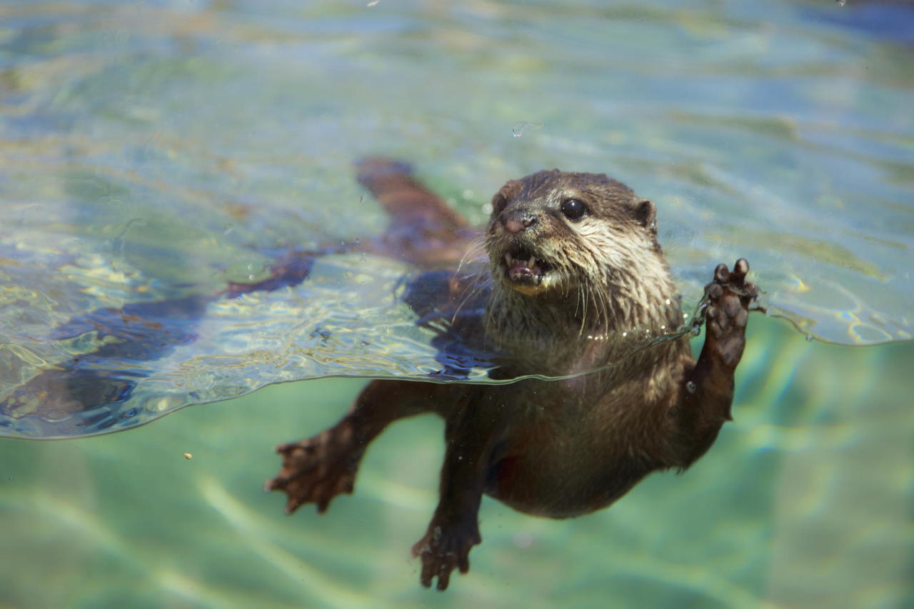 cute-baby-animals:  beautifulanimalphotography:  Baby Otter by Hanxiao Zhou  You