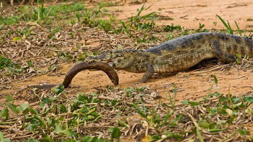 thepredatorblog:  Caiman with a lungfish (by Richard Denyer) 
