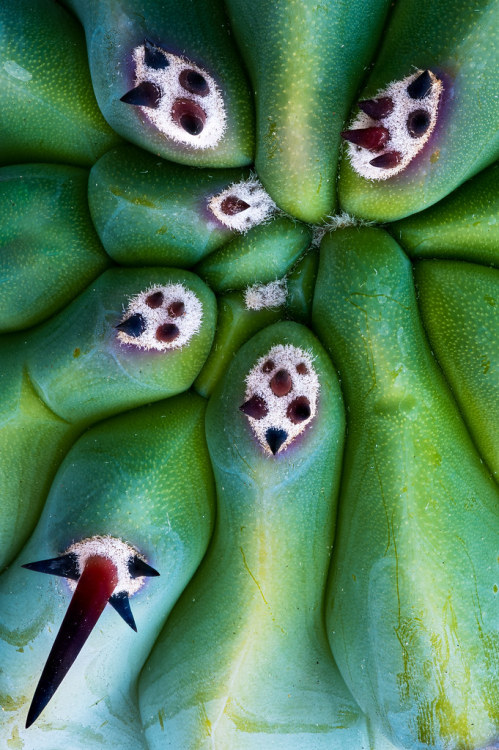 wicks-photo:Cactus DetailBalboa Park, San Diego, CA