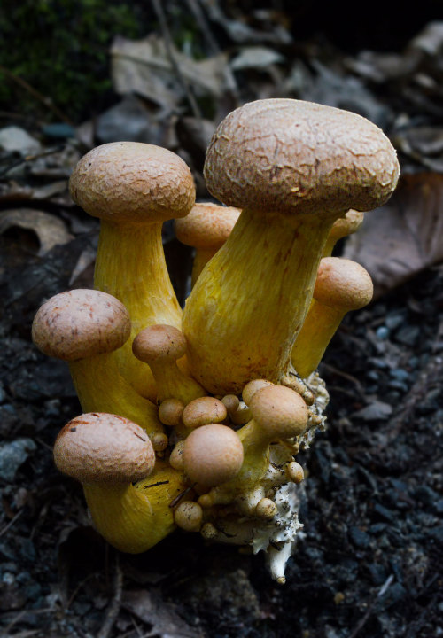 The Big Laughing Gym - ( Gymnopilus junonius ) This species was formerly known as Gymnopilus spectab